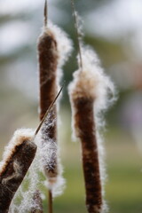 Typha