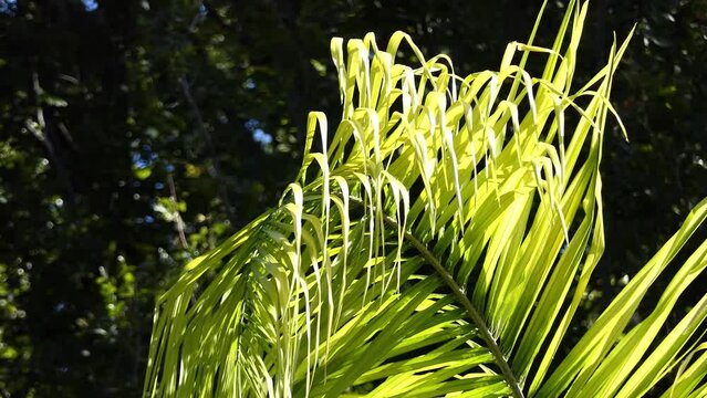 Syagrus romanzoffiana, queen palm or cocos palm, is a palm native to South America, introduced throughout the world as a popular ornamental garden tree.