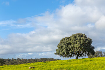 A lonely oak in the pasture