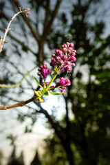 Bl&uuml;hender Flieder im Apil