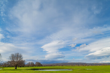 Cork oak trees in Extremadura
