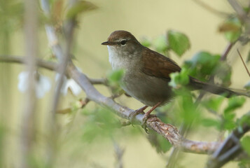 A shy and elusive Cetti's Warbler (Cettia cetti) perched on a branch of a tree.