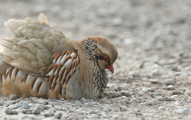 A Red-Legged Partridge, Alectoris rufa, having a dust bath on a dirt track.