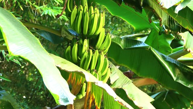 Musa paradisiaca is accepted name for the hybrid between Musa acuminata and balbisiana. Most cultivated bananas and plantains are triploid cultivars either of this hybrid or of Musa acuminata alone.