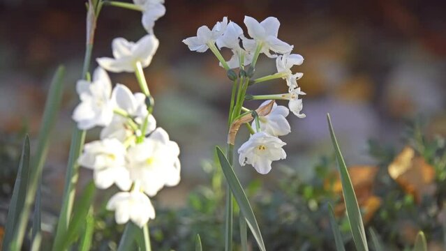 Narcissus in Amaryllidaceae (amaryllis) family