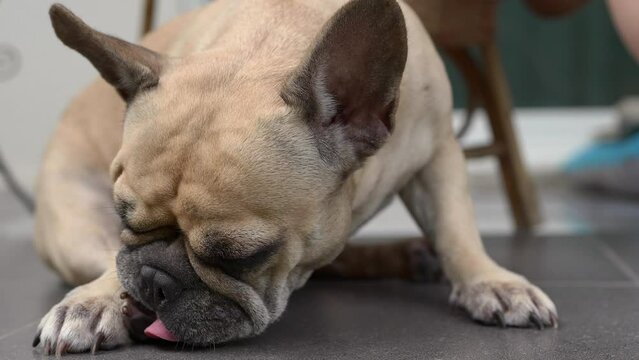 Closeup shot of a French Bulldog licking its paw
