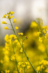 Red, Yellow and Green
