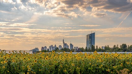 Sunflower field with the Frankfurt skyline in the background at sunset.