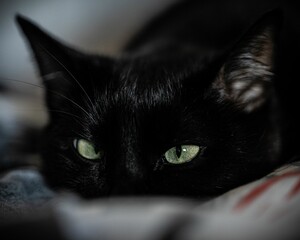 Closeup shot of a graceful black cat