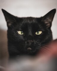 Vertical closeup shot of a graceful black cat