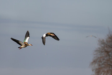 Beautiful egyptian goose in flight