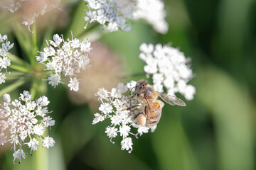 European bee sucking pollen and nectar - 780403980