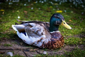 Drake wild duck (Mallard) resting on the green grass with blur background