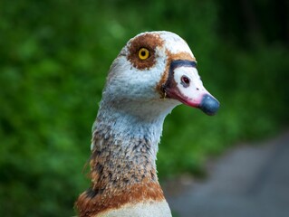 Portrait of an Egyptian goose with blur green background