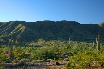 Fototapeta na wymiar Saguaro Cactus on a sunny day