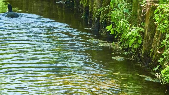 Eurasian coot (Fulica atra)