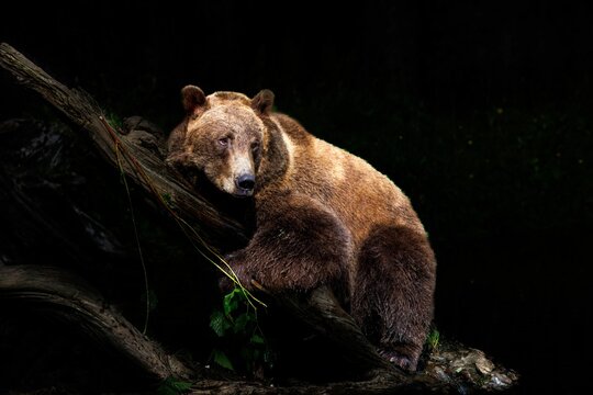 Beautiful shot of a brown bear on a branch isolated on a black background