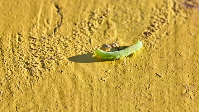 Green Caterpillar of butterfly Noctuidae. Noctuidae, owlet moths, cutworms or armyworms, is most controversial family in superfamily Noctuoidea.