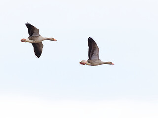 Obraz premium Wild geese flying