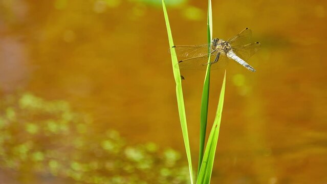Small dragonfly sits on blade of grass