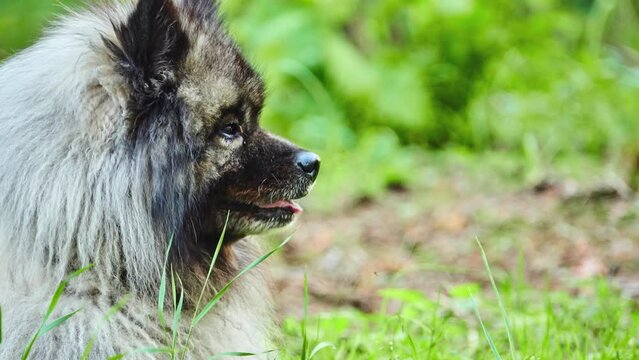 Keeshond is medium-sized dog with plush, two-layer coat