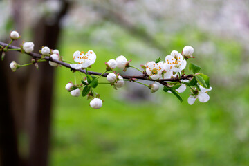 Apple branch spring blossom white flowers, buds, fresh leaves on blurred green background. Macro...