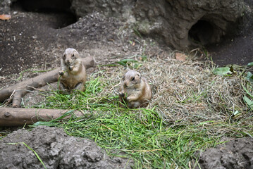 prairie dogs in Ueno zoo, Tokyo, Japan