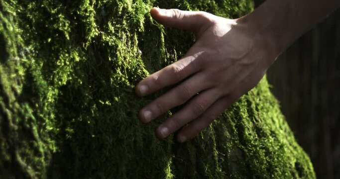 Super slow motion macro of of young male hand gently caressing tree trunk covered by green moss in natural environment of wood forest. Connection to nature and protection of environment.