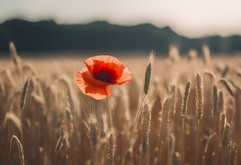 AI generated illustration of a red poppy flower in a field at sunset - obrazy, fototapety, plakaty
