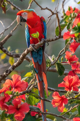 A vibrant bird with colorful feathers perched on a branch of a tree in a natural setting