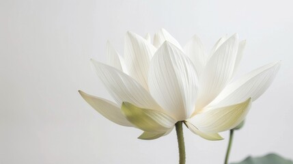 White Lotus flower blooming with botanical elegance and purity in nature