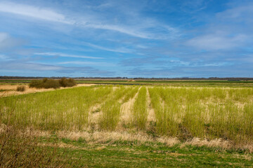 Willow field near Skjern meadows in western Denmark