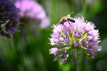 Close-up shot of a bee drinking nectar from an allium © Wirestock