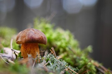 Polish mushroom (Imleria badia) in a forest