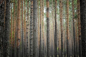 Barks of pine trees in a forest perfect for wallpapers and backgrounds