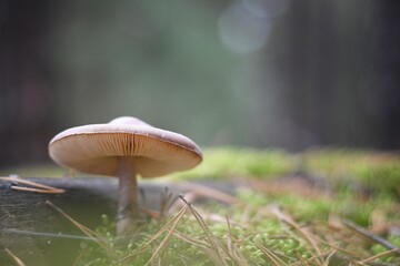 Close-up of a Russula mushroom in a forest - obrazy, fototapety, plakaty