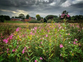 Field of Himalayan balsam pink flowers with green leaves with gray cloudy sky on the horizon