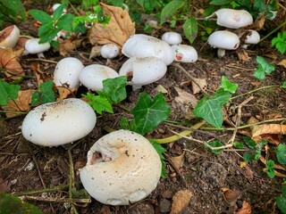 Closeup shot of wild mushrooms growing at the entrance to a country park in North Wales