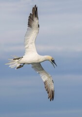 Fototapeta na wymiar Close-up shot of a Northern gannet flying with its wide-open wings