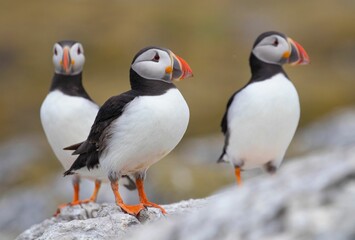 Closeup shot of the black and white puffins with a blurred background