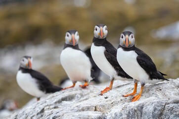 Closeup shot of the black and white puffins with a blurred background