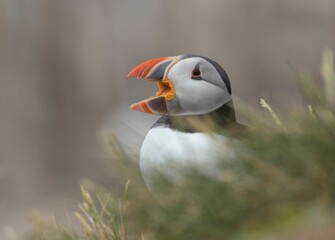 Macro shot of the black and white puffin face with a blurred background