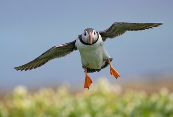 Closeup shot of the black and white puffin flying with a blurred background