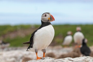 Macro shot of the black and white puffin with a blurred background