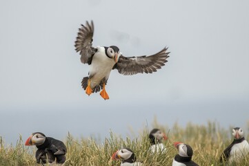 Black-white puffin flies and others stand in dried grass