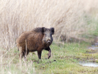 Wild boar , walking , side view, looking in to camera