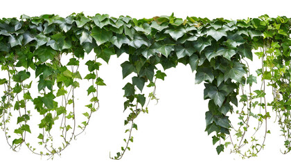 Ivy isolated on white background, cutout - 780412703