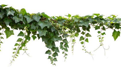 Ivy isolated on white background, cutout - 780412709