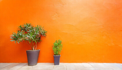 Orange wall as background with plant - 780412737
