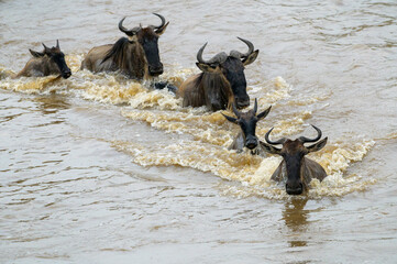 Blue Wildebeest (Connochaetes taurinus) herd crossing the Mara River during the great migration,...